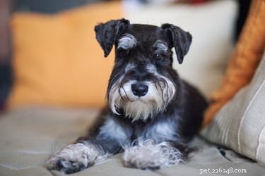 Erect‑Eared Dog Breeds: Identifying Your Dog’s Lineage & Style