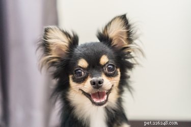 Erect‑Eared Dog Breeds: Identifying Your Dog’s Lineage & Style