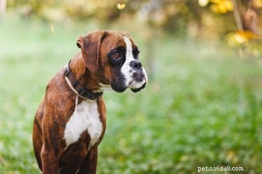 Erect‑Eared Dog Breeds: Identifying Your Dog’s Lineage & Style