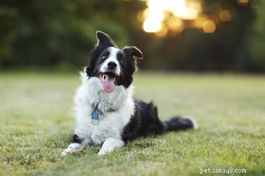 Erect‑Eared Dog Breeds: Identifying Your Dog’s Lineage & Style