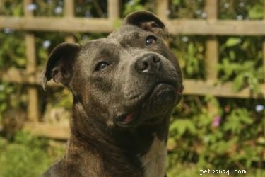 How to Identify Blue-Nosed vs Red-Nosed American Pit Bull Puppies