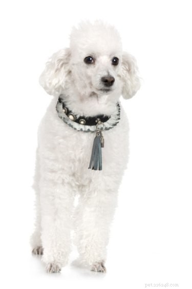 Accurate Poodle Size Guide: Measuring Your Dog Safely