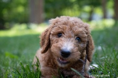 Essential Care Guide for Goldendoodle Puppies