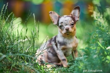 Small Dog Breeds Similar to the Chihuahua