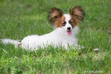 Small Dog Breeds Similar to the Chihuahua