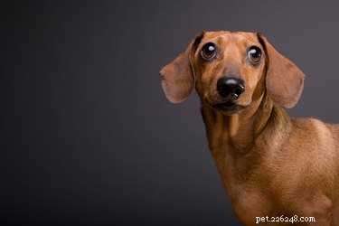 Discover the Different Dachshund Varieties: Types, Traits, and How to Choose the Right One