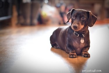 Discover the Different Dachshund Varieties: Types, Traits, and How to Choose the Right One