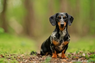 Kaninchen vs. Miniature Dachshund: Key Differences Explained