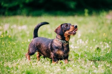 Kaninchen vs. Miniature Dachshund: Key Differences Explained