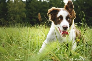 Top Dog Breeds for Small Ranch Ownership