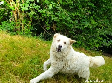 Top Dog Breeds for Small Ranch Ownership