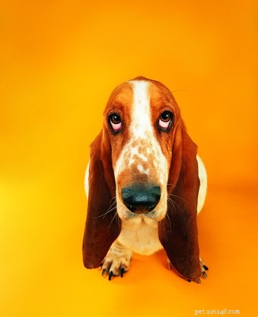 Long‑Eared Dog Breeds: Your Guide to Hounds, Spaniels & More