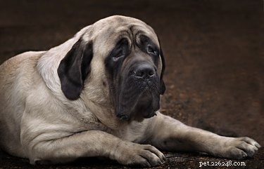 Mastiff vs. Bullmastiff: Key Differences Explained