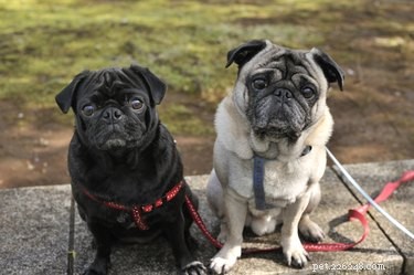 Top Dog Breeds Perfect for Apartment and Suburban Homes