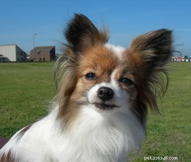 Top Dog Breeds Perfect for Apartment and Suburban Homes