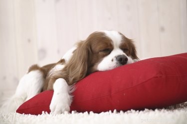 Top Dog Breeds Perfect for Apartment and Suburban Homes