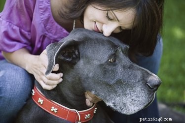 Top Dog Breeds Perfect for Apartment and Suburban Homes