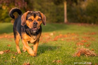 Puggles vs Pocket Puggles: Key Differences Explained