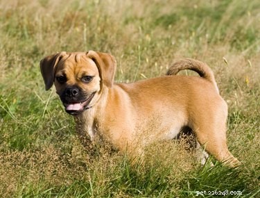Puggles vs Pocket Puggles: Key Differences Explained
