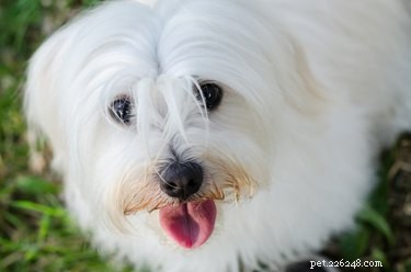 Maltese vs. Havanese: A Comparative Guide