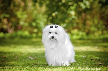 Maltese vs. Havanese: A Comparative Guide