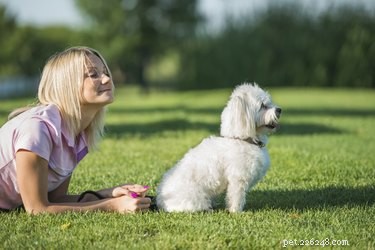 Maltese vs. Havanese: A Comparative Guide