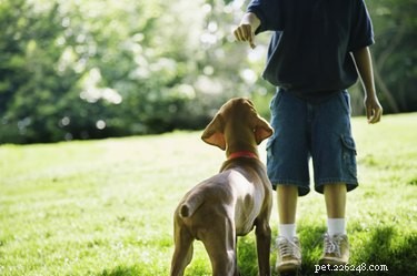 Top Medium‑Sized Dogs for Families with Children