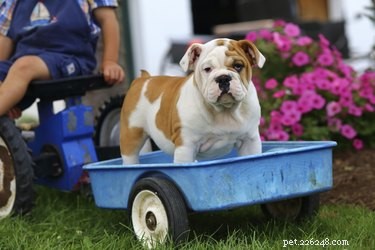 Top Medium‑Sized Dogs for Families with Children