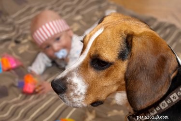Top Medium‑Sized Dogs for Families with Children