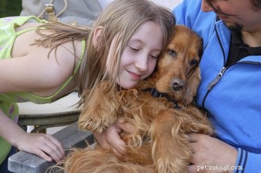 Top Medium‑Sized Dogs for Families with Children