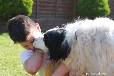 Top Medium‑Sized Dogs for Families with Children
