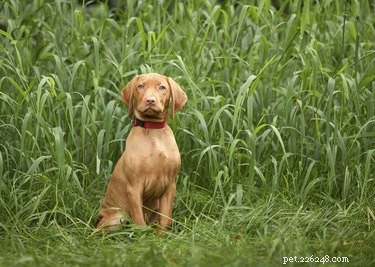 Top 10 Family‑Friendly Dog Breeds for Kids