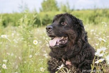 Top 10 Family‑Friendly Dog Breeds for Kids
