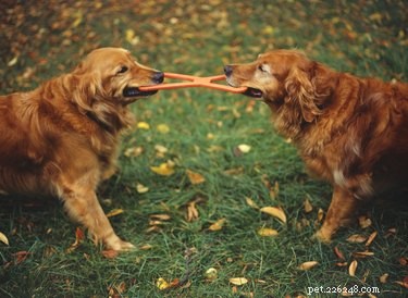Top 10 Family‑Friendly Dog Breeds for Kids
