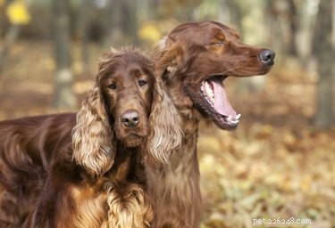 Top 10 Family‑Friendly Dog Breeds for Kids