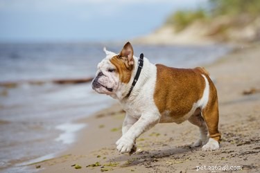 Top 10 Family‑Friendly Dog Breeds for Kids