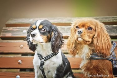 Top 10 Family‑Friendly Dog Breeds for Kids