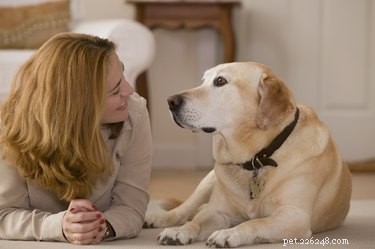 Top Dog Breeds for Independent Women
