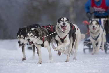 Raising a Wolf‑Husky Hybrid: Expert Care Tips