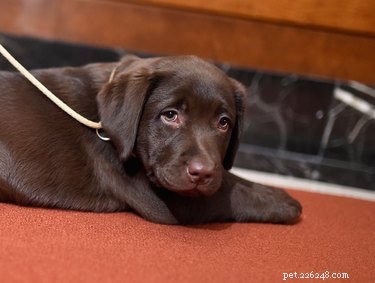 CKC vs. AKC: Key Differences in Dog Registration and Standards