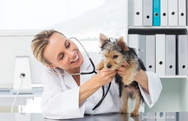 Choosing the Perfect Puppy Breed for Your Lifestyle