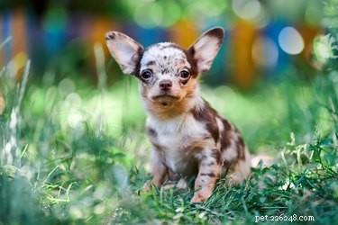 Teacup vs. Toy Chihuahua: Key Differences Explained