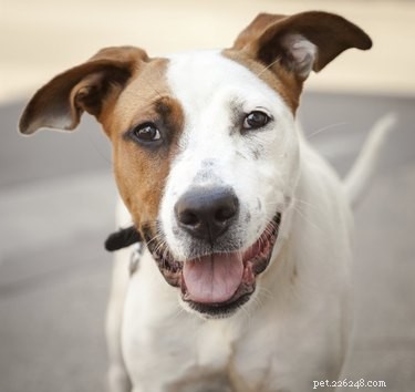 Identifying Your Dog s Breed Mix: A Guide to Understanding Your Pet s Genetics