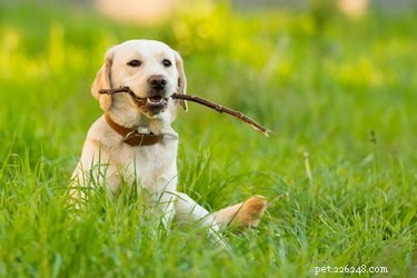 Confirming Your Labrador s Purebred Status: A Simple Guide