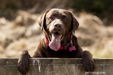 Confirming Your Labrador s Purebred Status: A Simple Guide