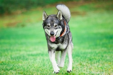 Hardy Scandinavian Dog Breeds: From Viking Heritage to Modern Companions