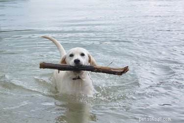 How to Tell if a Labrador is Purebred or Mixed: Key Indicators