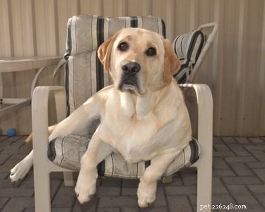 How to Tell if a Labrador is Purebred or Mixed: Key Indicators