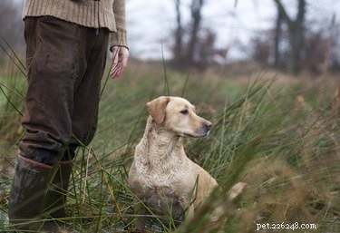 How to Tell if a Labrador is Purebred or Mixed: Key Indicators