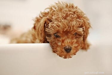 How Long Do Miniature Poodles Live? A Complete Lifespan Guide.